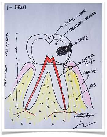 Anatomie de la dent dr Villemaire à Sherbrooke